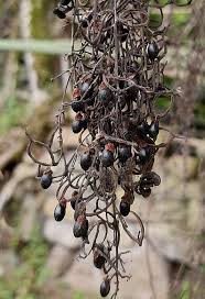 Image result for Bocconia