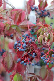 Image result for Parthenocissus