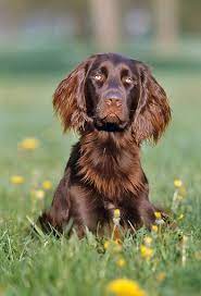 While earlier versions of the breed originated during the 17th century, the modern german shorthaired pointer was developed in germany during the mid to late 19th century for use as a multipurpose hunting dog. Petsochic Com Dog Breeds German Longhaired Pointer Dog Activities