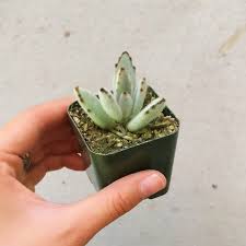 Panda Plant Kalanchoe Plants Succulents Succulent Care Instructions
