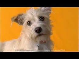 New Pedigree Commercial With Beautiful Dogs With Beautiful Faces And Eyes On A Yellow Background Dogs Rule With Mutts Pu Beautiful Dogs Lab Puppy Cattle Dog