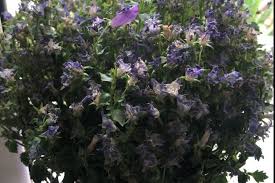 Image result for Portulaca kermesina