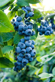 How To Grow Feed And Harvest Blueberries Blueberry Plant Growing Blueberries Blueberry Bushes