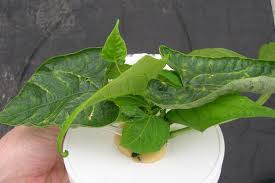 Check spelling or type a new query. Calcium Deficiency Department Of Plant Science
