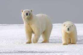 Aug 17, 2021 · herzog represented pharm yarok, rosen high way and hw shinua. 350 Polar Bear Pictures Download Free Images On Unsplash