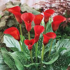 My husband got me a potted indoor calla lily a month ago. Calla Lilies Calla Lily Bulbs For Sale Breck S