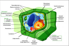 Plants store starch grains within the cytoplasm. Draw And Label A Plant Cell Write The Main Function Of Sarthaks Econnect Largest Online Education Community