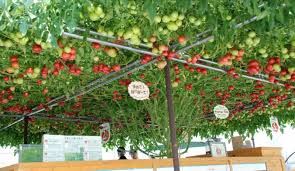 But by using 5 gallon buckets, and supplying regular water and a bit of organic fertilizer every few weeks, we discovered we could grow almost any variety. 10 Tips On Growing Tomatoes In Containers Or Pots Home And Gardens