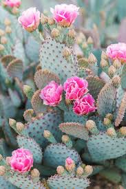 The pads are typically about one inch thick and six to 12 inches in length with an oblong, rounded shape. Print Shop Cactus Photography Flower Aesthetic Cactus Backgrounds
