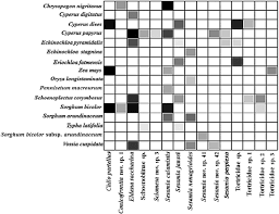 Image result for Eriochloa fatmensis