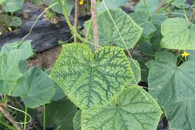 Small white spots may erupt on the surface of infected. Can Anyone Help With Cucumber Virus Identification