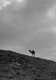 Cleveland police looking for help to find suspect they say assaulted a woman inside insomnia cookies. Ghost Camels In The American Southwest Legends Of America