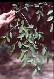 Image result for Vernonia auriculifera