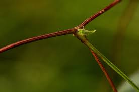 Image result for Sphenostylis briartii