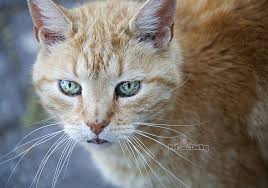 Sintomas de leucemia em gatos. Leucemia Felina Sintomas 12 Signos De Leucemia En Gatos