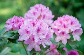 Nomi di fiori rosa come si chiama? Fiori Rosa Quali Sono I Piu Belli E Come Prendersene Cura
