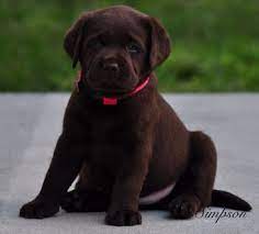 If you're searching puppies for sale near me, then you're likely seeking a companion who will love you unconditionally. English Mountain Labradors Home