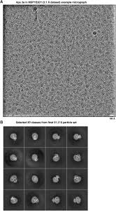 Blue falcon award is awarded to only a select few men in military service. Cryo Em Structure Of The Sars Cov 2 3a Ion Channel In Lipid Nanodiscs Biorxiv
