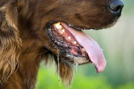 Den teppich reinigen, aber nur mit der richtigen technik. Hundespeichel Hundeurin Flecken Entfernen