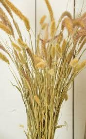 Image result for Millettia lasiantha
