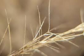 Image result for Tetrapogon tenellus