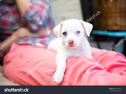 Small All White Terrier Mix Puppy Stock Photo Edit Now 334555691