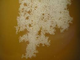 نتیجه جستجوی لغت [crystallized] در گوگل