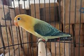 14 Jenis Lovebird Parblue Asal Usul Harga Dan Cara Mencetaknya Dengan Gambar Burung Jenis Gambar
