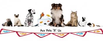 Our vets have over 10 years of experience within the practice of you entrust your pet's routine care to us, so it makes sense to let us care for you and your pets at all times especially stressful times. Ace Pets R Us Billericay Essex