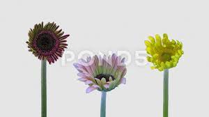 Time Lapse Of Opening Gerbera Flowers With Alpha Channel 4k Stock Footage Opening Gerbera Time Lapse Gerbera Newsletter Design Templates Flowers