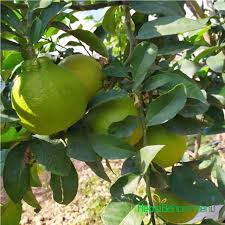 Saksili Kokulu Bergamot Limon Agaci Fidani Hepsibahcemden