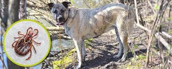 Nexgard chewables flea & tick medicine. Warning The Hidden Dangers Of Flea And Tick Medications