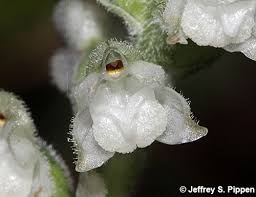 Image result for Goodyera