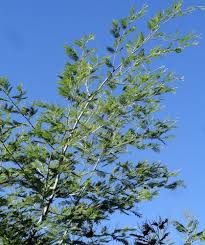 Image result for Acacia exuvialis