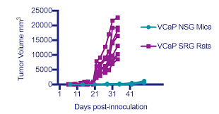 Advances in prostate cancer lag behind other tumor types partly due to the paucity of models reflecting key milestones in prostate cancer progression. Vcap Prostate Xenograft Tumor Model Hera Biolabs