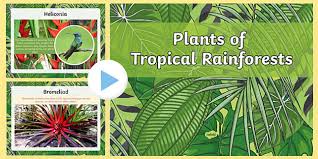 However, it only makes up 1% (5 billion) of the 390 billion trees in the region! Plants Of The Rainforest Powerpoint Teaching Resources