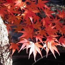 Maple roots are an item that has two main uses. Acer Palmatum Arakawa Yellow Green Orange Japanese Maple Tree Acer Palmatum Japanese Maple