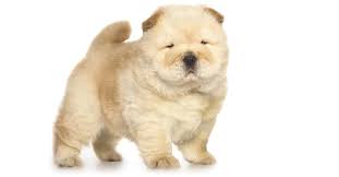 Maybe you would like to learn more about one of these? Mini Chow Chow Puppies Puppy Hood And Beyond