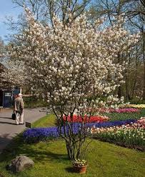 Amelanchier Laevis Allegheny Serviceberry Tuin Kleine Bomen Planten