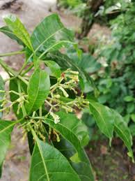 Image result for Rauvolfia vomitoria