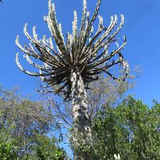 Image result for Erianthemum virescens