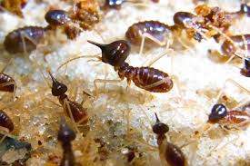 Drywood Termites Termite Treatment Termite Control Drywood Termites