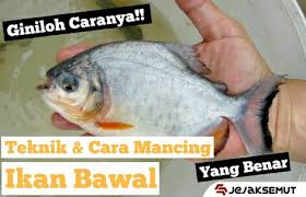 Mata ikan seringkali terjadi di area jari kaki, telapak kaki atau di jari tangan dan telapak tangan yang memicu rasa nyeri. 10 Teknik Cara Mancing Ikan Bawal Yang Perlu Kamu Tahu Jejaksemut