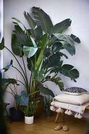 Pflanze Mit Grossen Blattern Ein Herrlicher Hingucker Zu Hause Zimmerpflanzen Pflanzen Zimmer Zimmerpflanzen Ideen