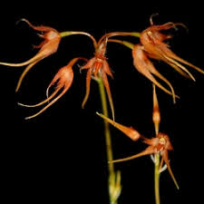 Image result for Bulbophyllum encephalodes