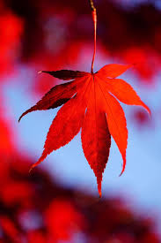 Check spelling or type a new query. Maple Leaves Leaves Autumn Fall Foliage Maple Branch October Fall Color Fall Leaves Autumn Colours Fan Maple Pikist