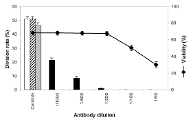 Effect Of Anti Cdc2 Antibody On Protoplasts In Culture