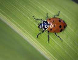 Native Ladybugs Vs Asian Lady Beetles