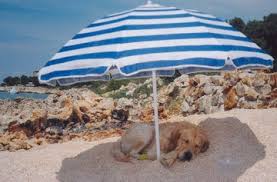 Spiagge aperte ai cani a Sestri Levante | PetPassion