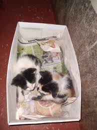 Adoptions by appointment only in morris plains,. Fjr8hqpzb3lmim